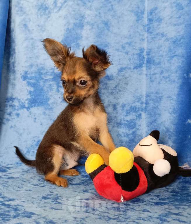 Собаки в Москве: Персей Мальчик, 50 000 руб. - фото 4