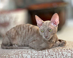 Кошки в Красноярске: Мимишный корниш Мальчик, Бесплатно - фото 4
