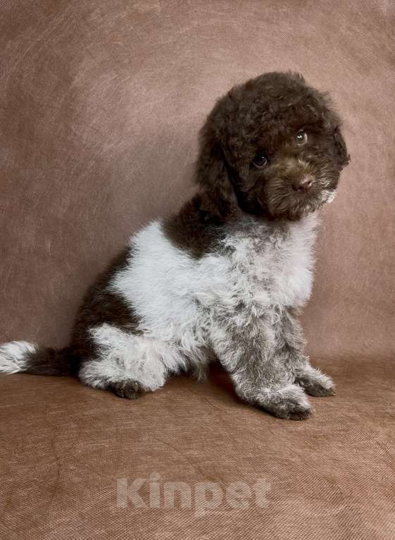 Собаки в Москве: Микс пуделя f2 Мальчик, Бесплатно - фото 1