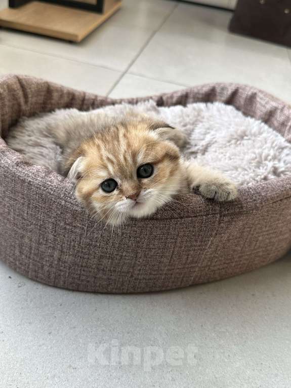 Кошки в Москве: Мальчик вислоухий Мальчик, 30 000 руб. - фото 3