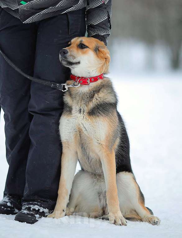 Собаки в Москве: Щенок Марти Девочка, Бесплатно - фото 2