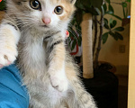 Кошки в Краснодаре: Маленькие котята готовы переехать в новый дом Девочка, 100 руб. - фото 2