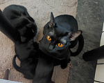 Кошки в Санкт-Петербурге: Бомбейские котята Мальчик, Бесплатно - фото 2