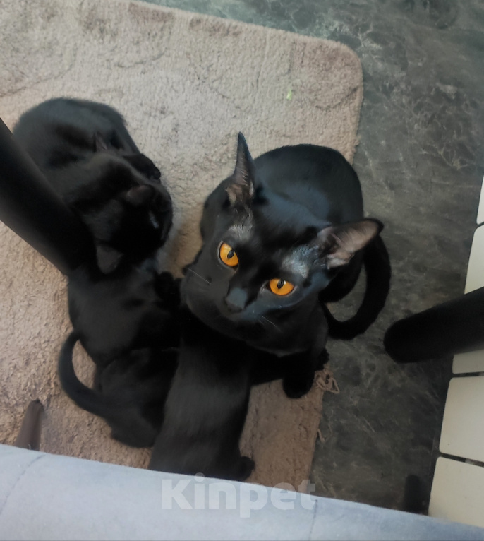 Кошки в Санкт-Петербурге: Бомбейские котята Мальчик, Бесплатно - фото 2