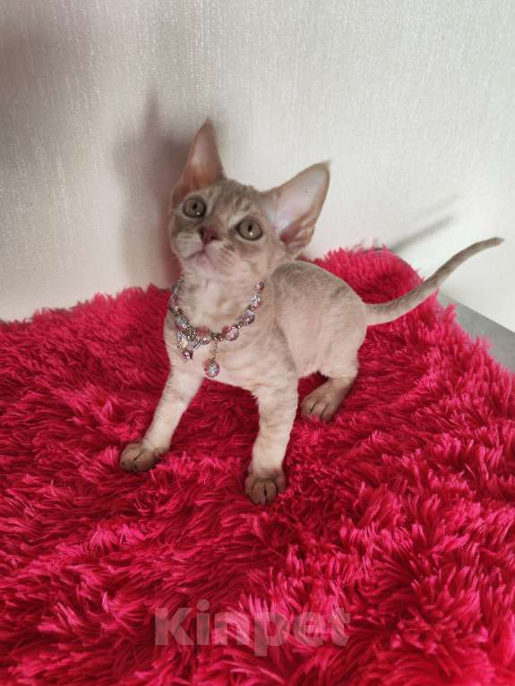 Кошки в Горячем Ключе: Котенок Девон Рекс девочка лиловая табби Девочка, 60 000 руб. - фото 8