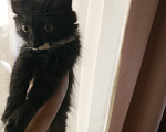 Кошки в Красноярске: Отдам котёнка в добрые руки! Мальчику 2 месяца Мальчик, Бесплатно - фото 2