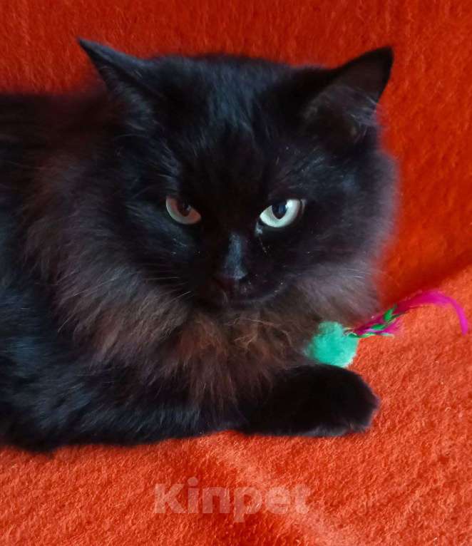 Кошки в Москве: Нюша и Плюша ищут дом Девочка, Бесплатно - фото 7