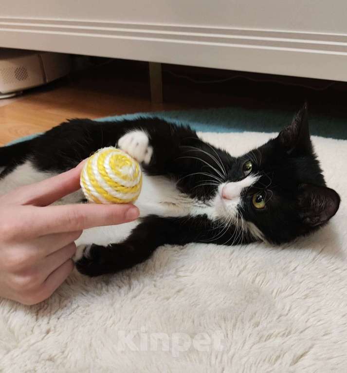 Кошки в Москве: В добрые руки котёнок маркизного окраса  Мальчик, Бесплатно - фото 5