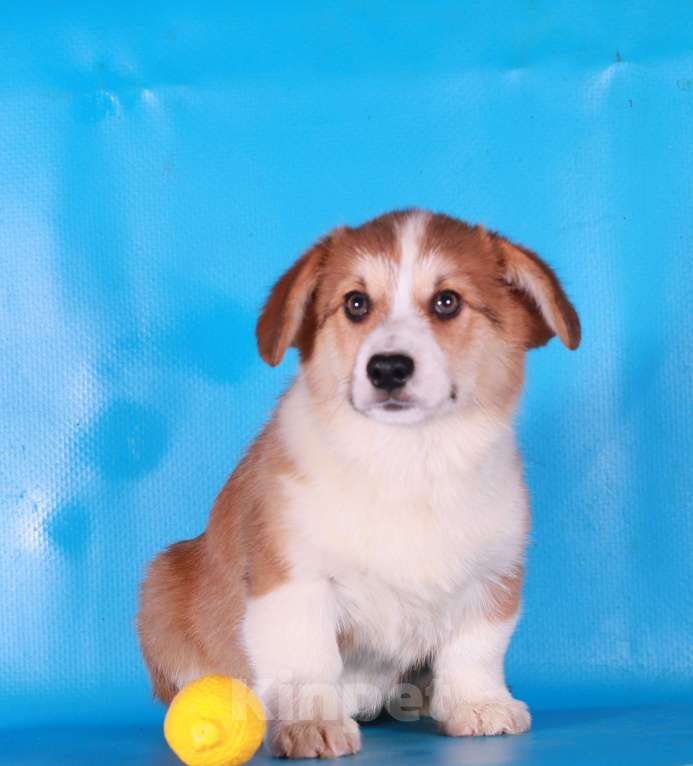 Собаки в Москве: вельш корги пемброк щенки Мальчик, 90 000 руб. - фото 5