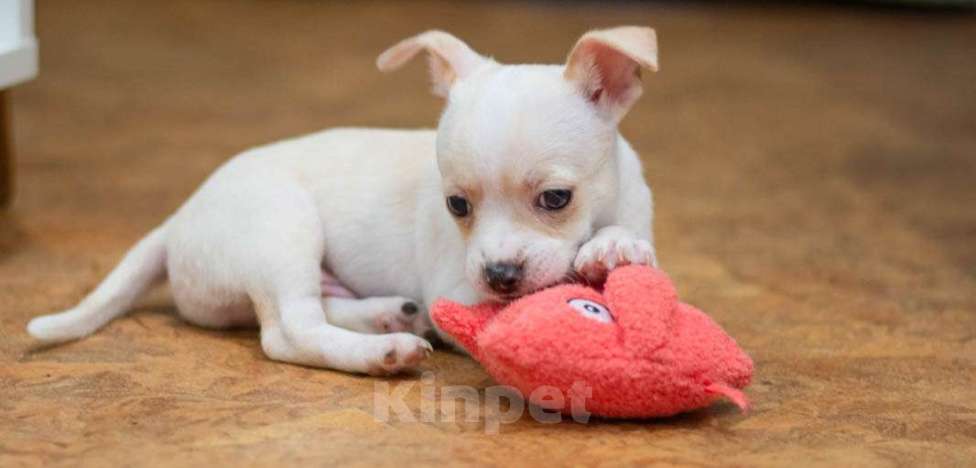 Собаки в Туле: Чихуахуа щенок Мальчик, 7 000 руб. - фото 1