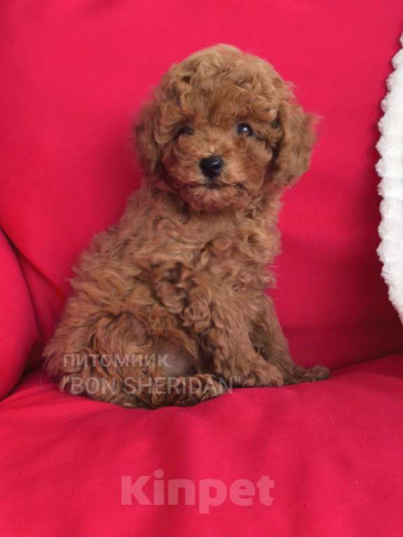 Собаки в Пушкино: Мини девочка пудель тикап Девочка, 130 000 руб. - фото 2