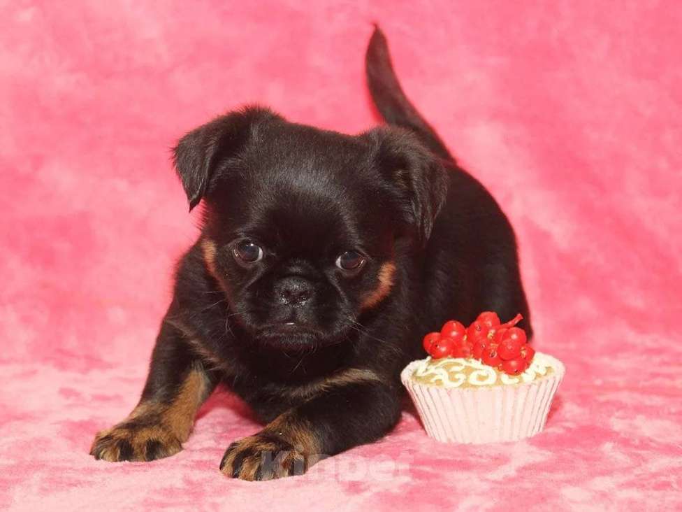 Собаки в Санкт-Петербурге: Красотка Девочка, 80 000 руб. - фото 9