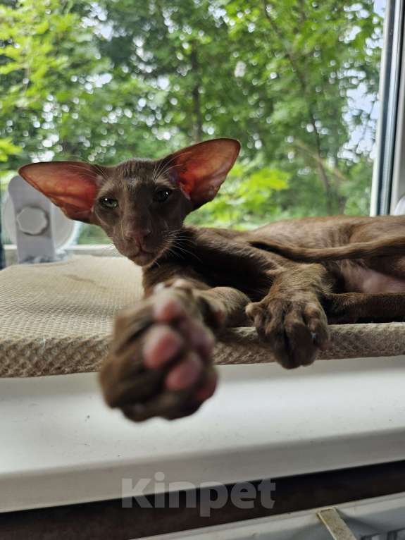 Кошки в Балашихе: Циннамоновый  ориентальный котик Мальчик, 120 000 руб. - фото 2