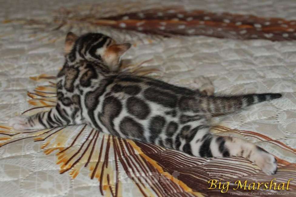 Кошки в Москве: Бенгальский котик  Мальчик, 65 000 руб. - фото 5