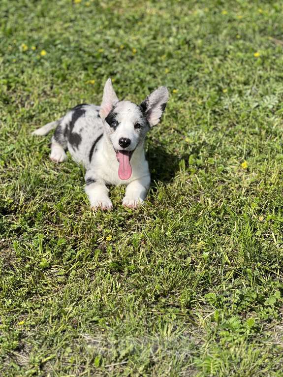 Собаки в Новосибирске: Девочка корги, доставка Девочка, 60 000 руб. - фото 3