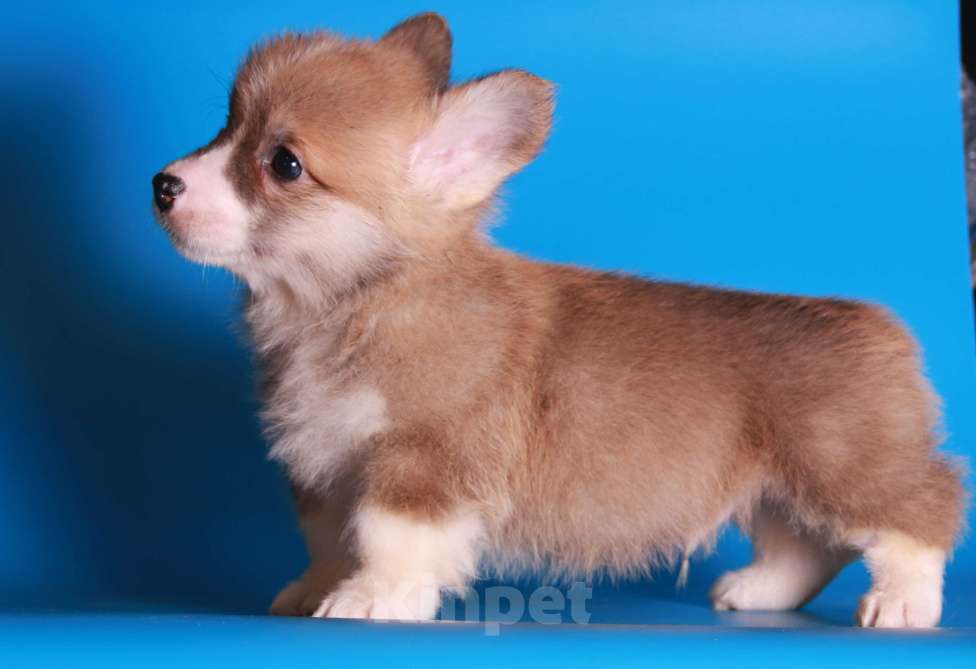 Собаки в Москве: вельш корги пемброк щекни Мальчик, 80 000 руб. - фото 2