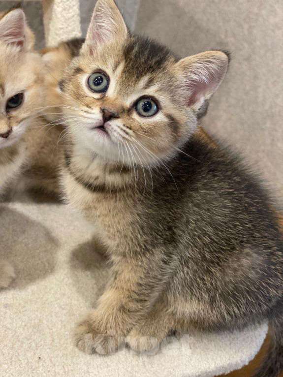Кошки в Нижнем Новгороде: Шиншилловый шотландский чемпион Мальчик, Бесплатно - фото 10