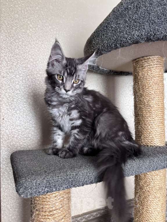 Кошки в Петергофе: Девочка красотка Девочка, 35 000 руб. - фото 7