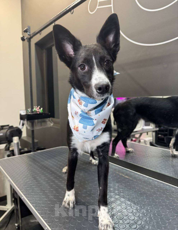 Собаки в Москве: Лизонька Девочка, Бесплатно - фото 2