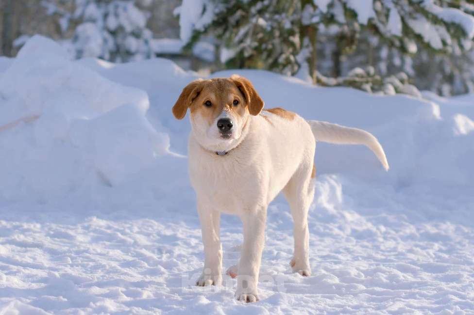 Собаки в Москве: Белый щенок Дин от папы-алабая ищет дом Мальчик, Бесплатно - фото 5