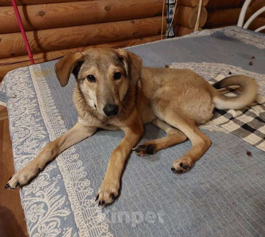 Кошки в Москве: Марсель ищет дом Мальчик, Бесплатно - фото 6