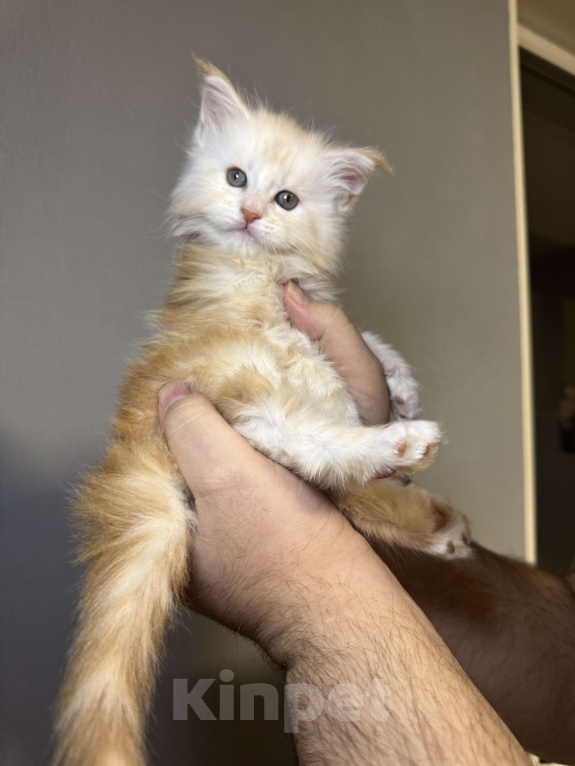 Кошки в Кудрово: Мальчик шадед линий  Мальчик, 70 000 руб. - фото 2