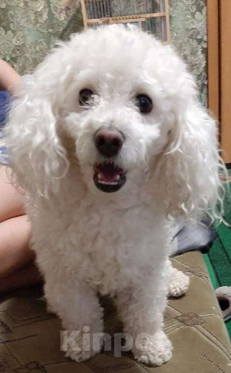 Собаки в Кореновске: Той-пудель Девочка, 40 000 руб. - фото 5