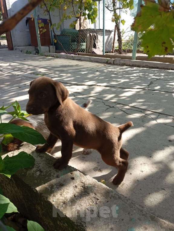 Собаки в других городах Крыма: Щенок Мальчик, 2 000 руб. - фото 8