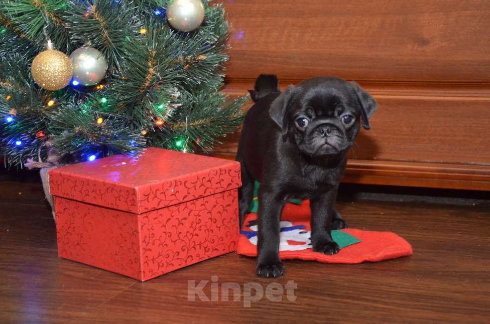 Собаки в Твери: Малышка мопса чёрного окраса Девочка, 50 000 руб. - фото 2