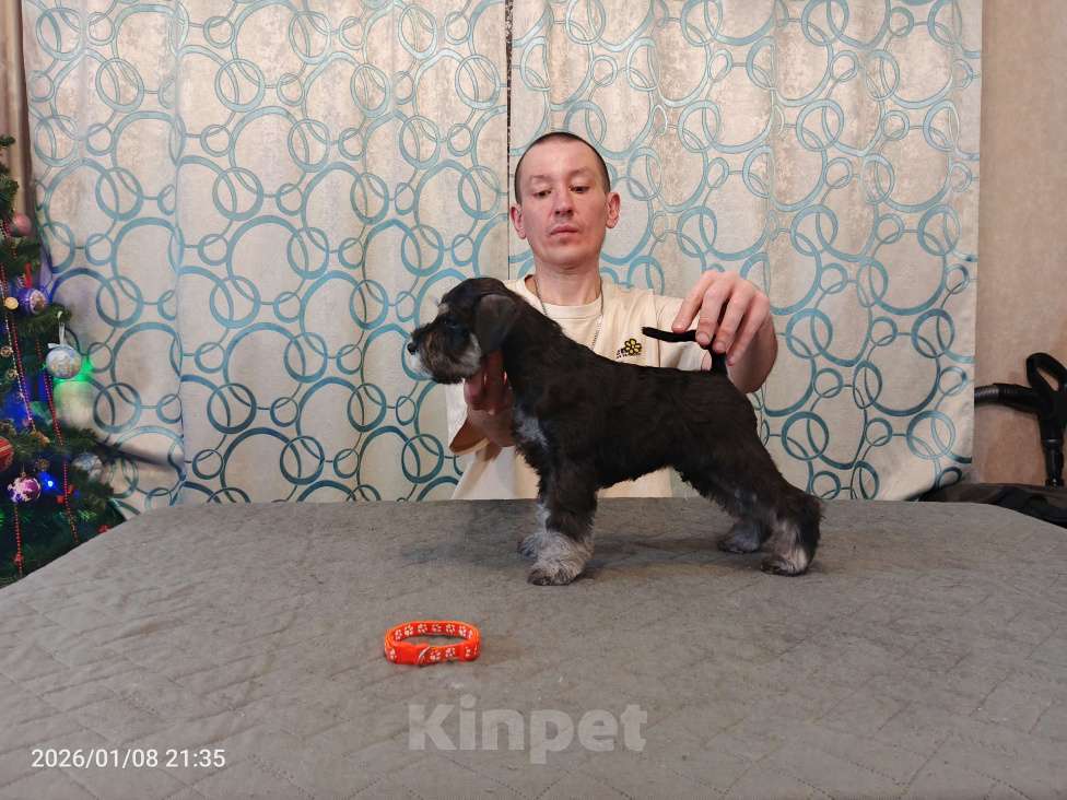 Собаки в Красноярске: Цвергшнауцер щенки от титулованных родителей Девочка, 60 000 руб. - фото 2