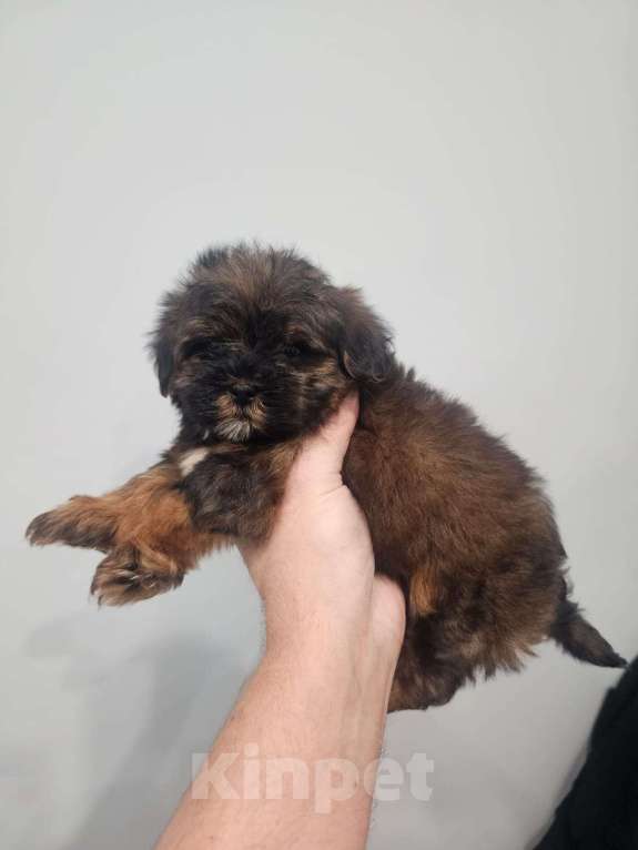 Собаки в Москве: Щенки микро мальтипу, курносые. Мальчик, Бесплатно - фото 5