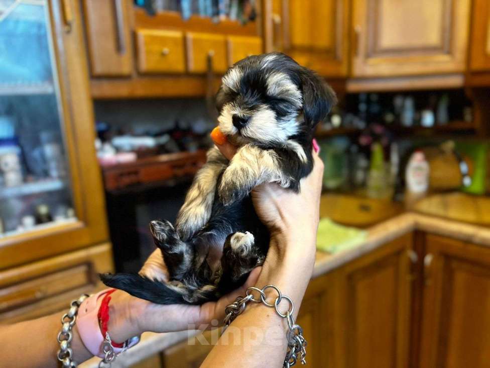 Собаки в Москве: Софи Девочка, 50 000 руб. - фото 3