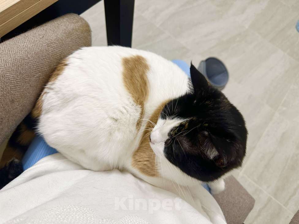 Кошки в Москве: Меня зовут Плюша. Ищу человека с большим и добрым сердцем 🐾 Девочка, 300 руб. - фото 5