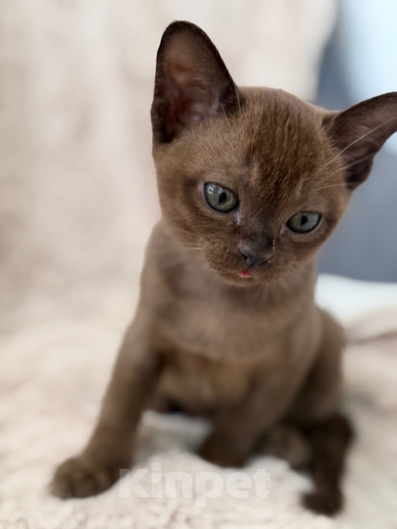 Кошки в Верхнем Пышме: Котята Европейской Бурмы Разнополые, 32 000 руб. - фото 6