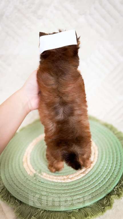 Собаки в Москве: Кукольный мальчик мини, беби фейс  Мальчик, 70 000 руб. - фото 5