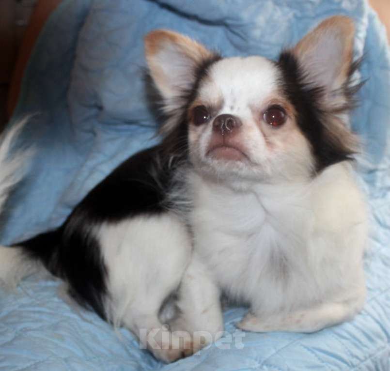 Собаки в Клине: Кобели чихуахуа для вязки Мальчик, Бесплатно - фото 1