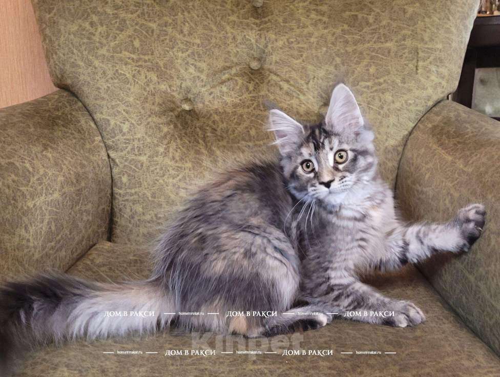 Кошки в Всеволожске: Кошка мейн-кун Cora Raksi Line Девочка, Бесплатно - фото 3