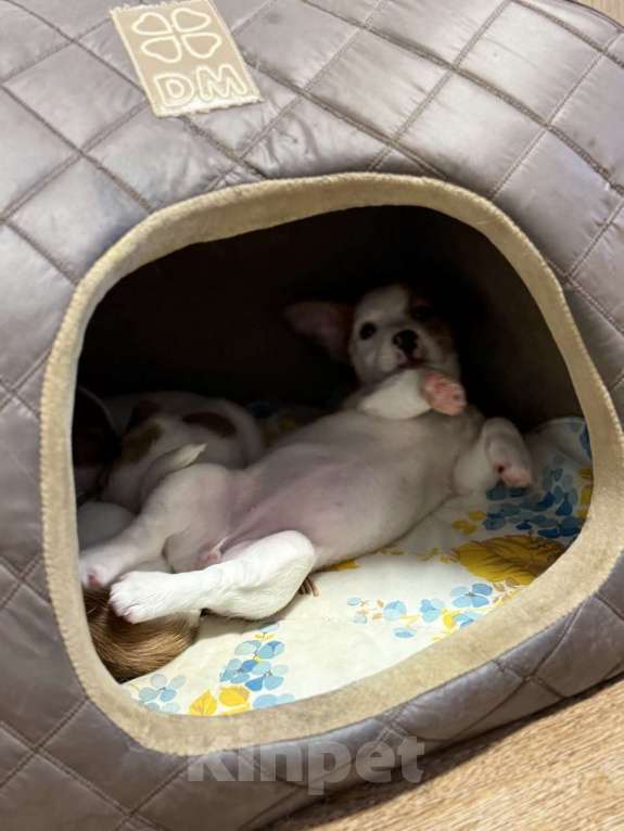 Собаки в Москве: Щенки от титулованных родителей Девочка, 28 000 руб. - фото 6