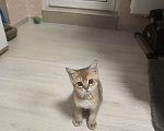 Кошки в Балашихе: Котята шотландская золотая шиншилла Мальчик, 10 000 руб. - фото 3