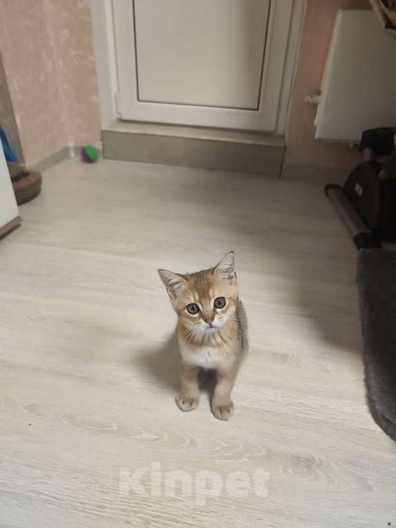 Кошки в Балашихе: Котята шотландская золотая шиншилла Мальчик, 9 000 руб. - фото 2