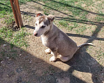 Собаки в Кстово: Отдаем щенка хаски  в добрые руки Мальчик, Бесплатно - фото 2