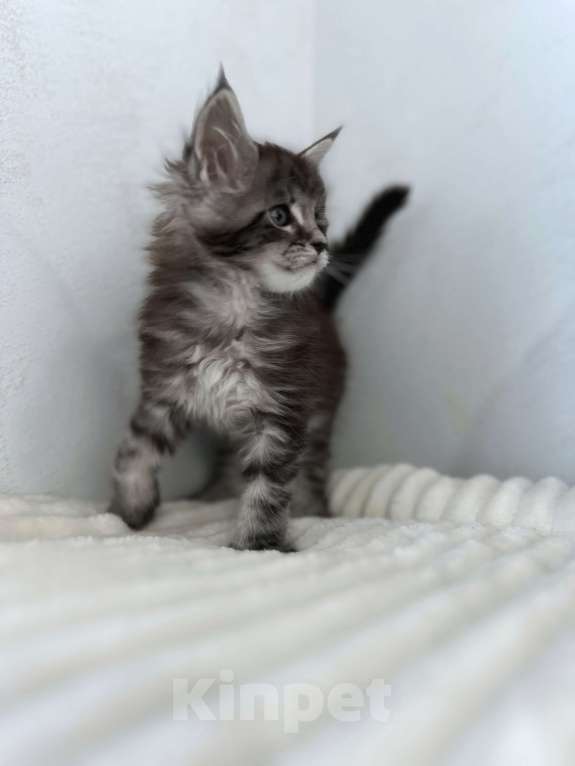 Кошки в Москве: Мейн-кун котенок NS Мальчик, 80 000 руб. - фото 5