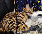 Кошки в Сарове: Бенгальская кошечка Девочка, 8 000 руб. - фото 2
