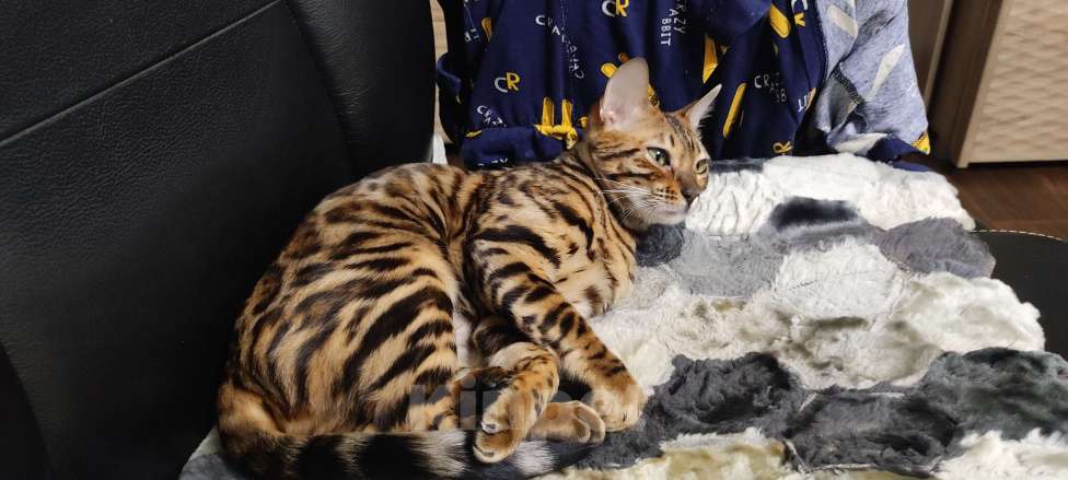 Кошки в Сарове: Бенгальская кошечка Девочка, 8 000 руб. - фото 2