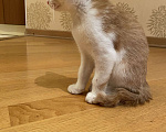 Кошки в Москве: Котёнок в добрые руки Мальчик, Бесплатно - фото 4