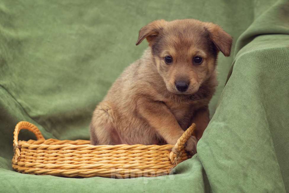 Собаки в Москве: щенок Верба ищет семью Девочка, Бесплатно - фото 3