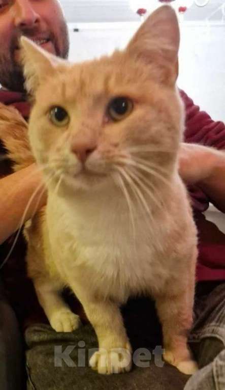Кошки в Москве: Рыжий котик в дар Мальчик, Бесплатно - фото 3