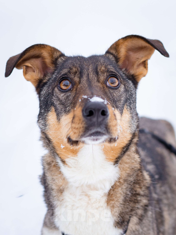 Собаки в Москве: Небольшая собачка в поисках дома и семьи Девочка, Бесплатно - фото 5