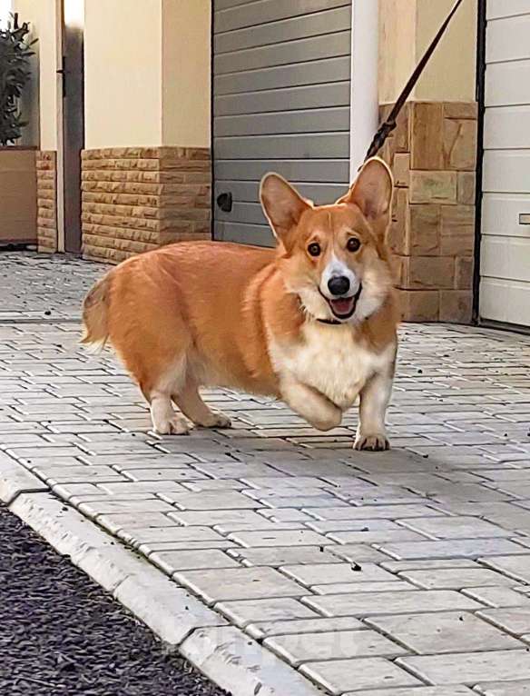 Собаки в других городах Крыма: Подрощенный щенок Мальчик, Бесплатно - фото 1