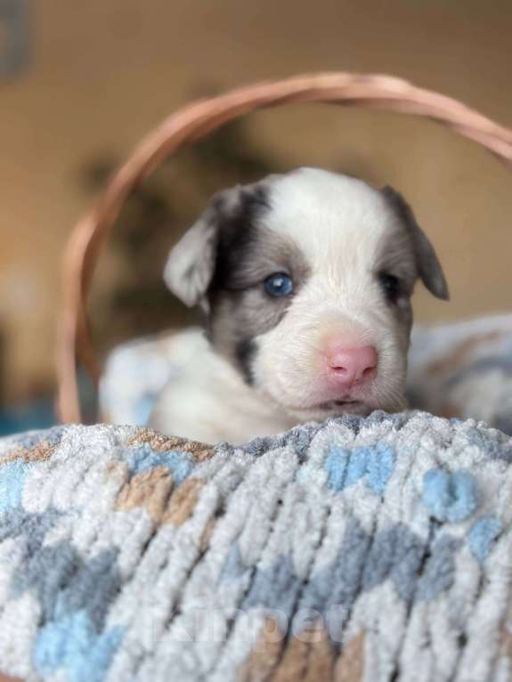Собаки в Тольятти: Щенки Вельш корги кардиган  Мальчик, 50 000 руб. - фото 3